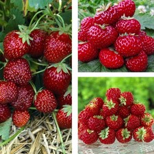 10 Stk. Erdbeerpflanze