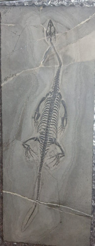 Keichousaurus 9 5 cm - 9,5,
