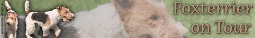 Foxterrier drahthaar sticker - foxterrier,