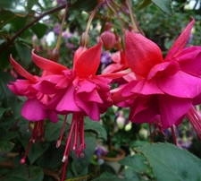 Fuchsien pflanze christine - fuchsien,