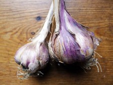 Französischer Knoblauch