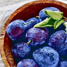 Säulen-Pflaumenbaum Imperial