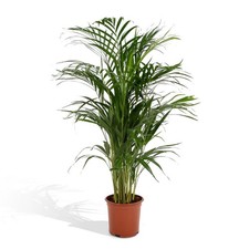 Areca-Palme (Dypsis lutescens)