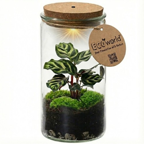 Mini pflanzen terrarium - cm, –