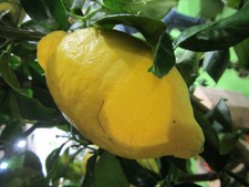 Citrus lemon - echte Zitrone -