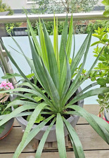 Yucca Palme ~ Freilandpalme