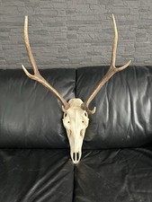 Hirsch Geweih Trophäe Jagdtrophäe✅