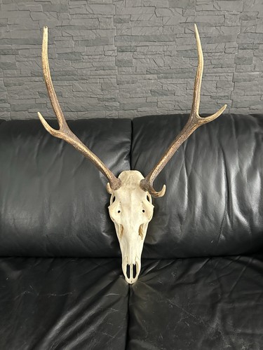 Hirsch geweih trophäe - geweih,