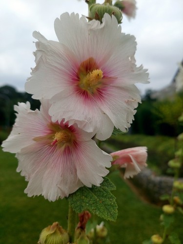 Samen stockrosen rosa - samen,