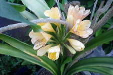 Clivia Klivie Clivie