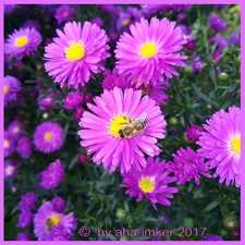 🐝 invert Bienenfutter Teig