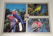Kakadu Papagei Galah Vogel