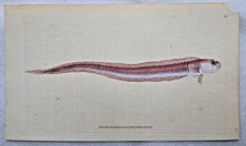 Donovan Bandfish Cepola