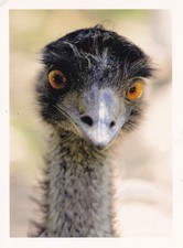 Emu Nahaufnahme