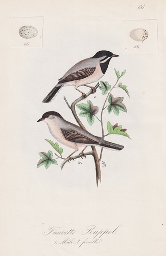 Fauvette ruppel vogel oiseaux - fauvette,