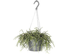 Korallenkaktus Ampel FloraSelf