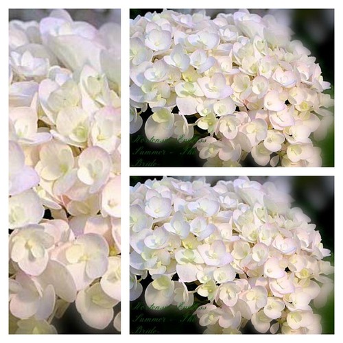 Hortensie endless summer the - summer,