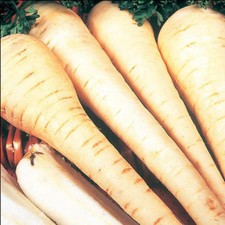 Pastinake weißes Juwel Samen