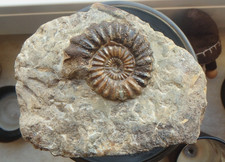 Fossilien Ammonit Jura Lias
