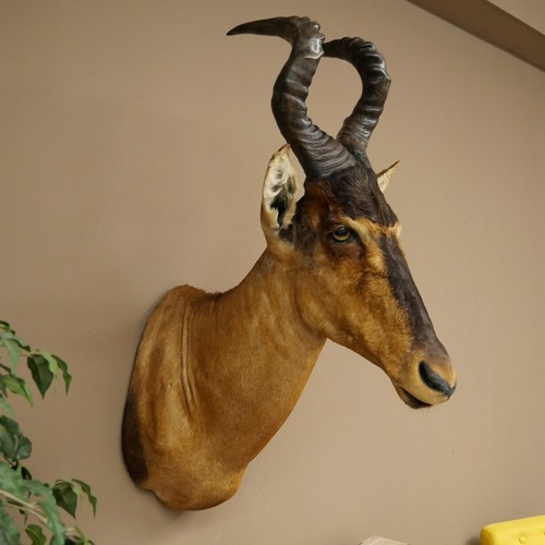 Hartebeest kuh antilope 50 - kuh,