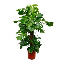 Fensterblatt XXL  ca 150 cm