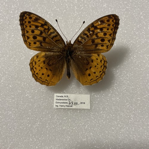 Entomologie speyeria - entomologie*,