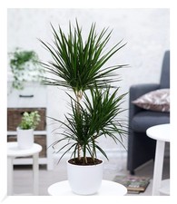 Dracena "Marginata" 100 cm