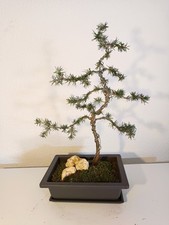 Zeder Atlantica Pre-Bonsai