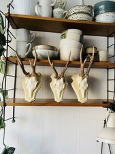 3x Rehbock-Trophäe auf