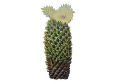 Kaktus Brosche Miniblings