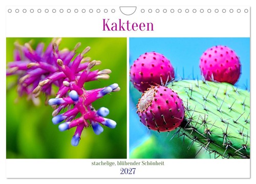 Kakteen stachelige - kakteen,