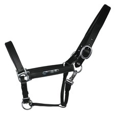 Equest Lederhalfter Inscribe für Pferde, unterlegt - schwarz, M - Cob/Vollblut 