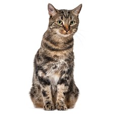 Katzen Fensterbild I statisch