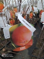 Kakibaum Kaki Vaniglia ca.80