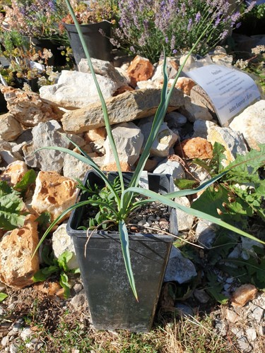 Mw55 2023 yucca recurvifolia - yucca,