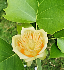 SAMEN Tulpen einfach vom Baum