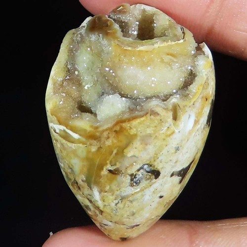 Natürlich fossil schnecke - natürlich,