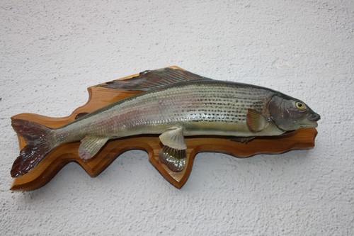 Fischpräparat tierpräparat - fischpräparat,,