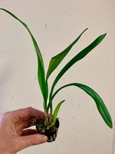 Dracula Raven ‚Big Black’