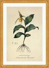 Nordamerikanischer Frauenschuh Cypripedium Orchidee North American Redoute 126