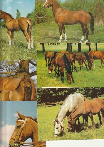 Pferd pferde araber - pferd,,
