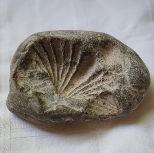 Fossilien muschel - fossilien,