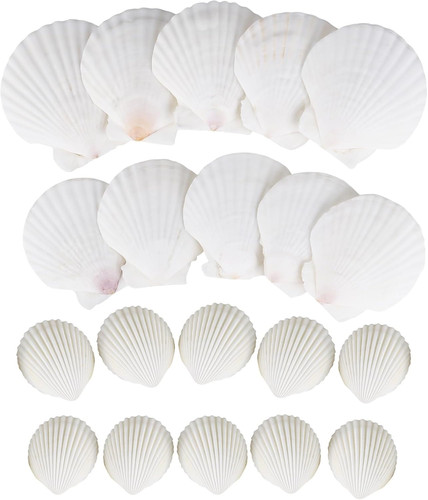 Natürliche muschelschalen set - natürliche,
