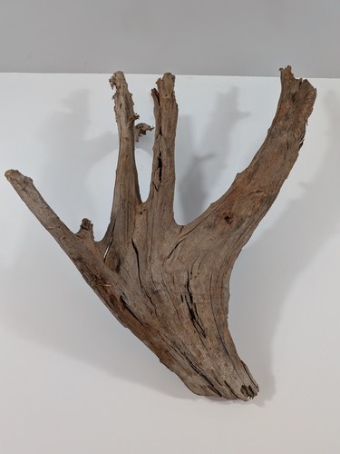 Mangrovenwurzel lbh ca - (lbh,