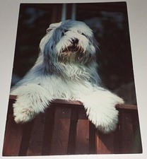 Korsch Bearded Collie Hunde Dog Tier Postkarte Postcard  Ak Hundepostkarte