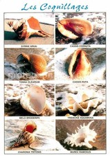 Meerestiere Muschel Coquillages Syrinx Arua Cassis 