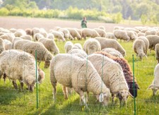 TITAN Schafnetz 108 cm  50 m lang  Doppelsp  Ziegennetz Netz Hütenetz  Zaun