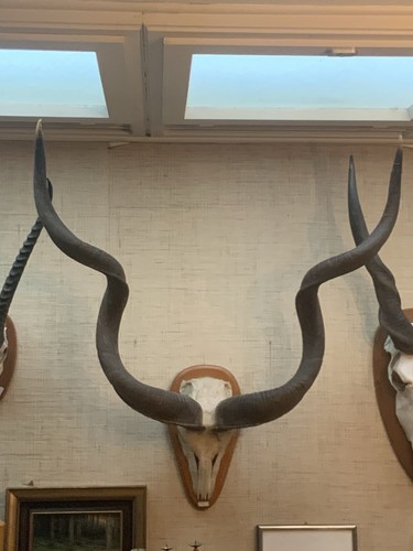 Kudu antilope trophäe - kudu,
