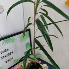 Ficus alii    ==  Birkenfeige   60cm Gesamt Länge  Nr. 1 A