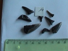 Haizahn Haifischzahn Haizähne Konvolut Fossilien Nr. 14